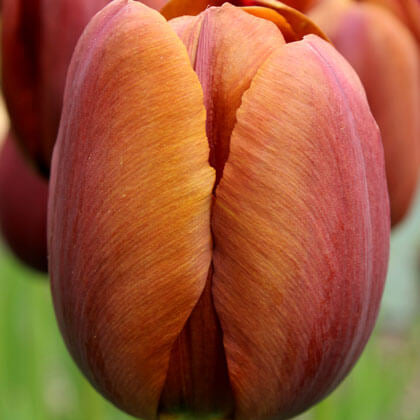 Tulip Seeds – Brown
