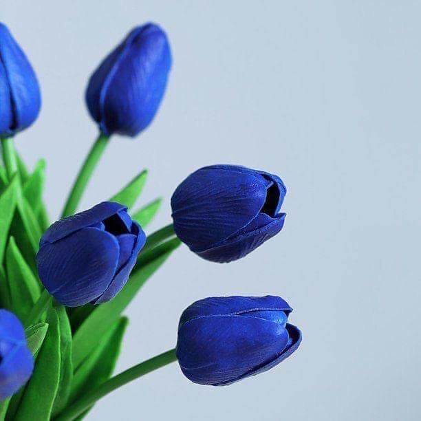 Tulip Seeds – Deep Blue