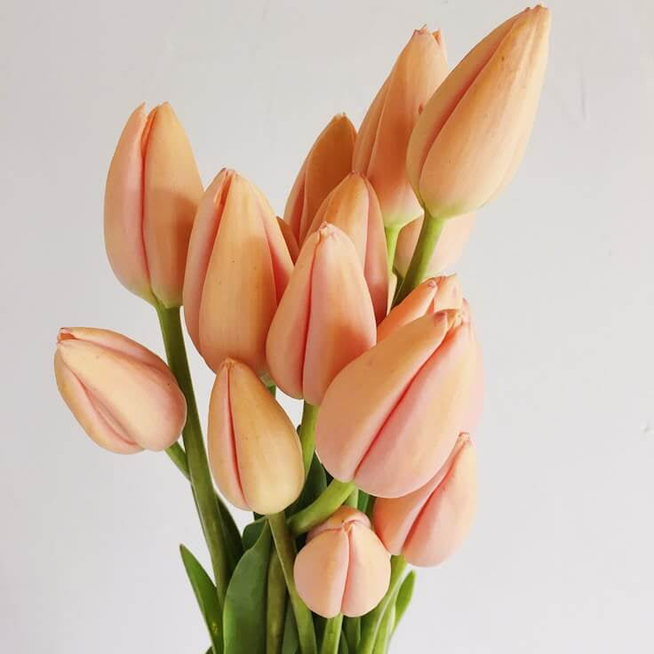 Tulip Seeds – Peach