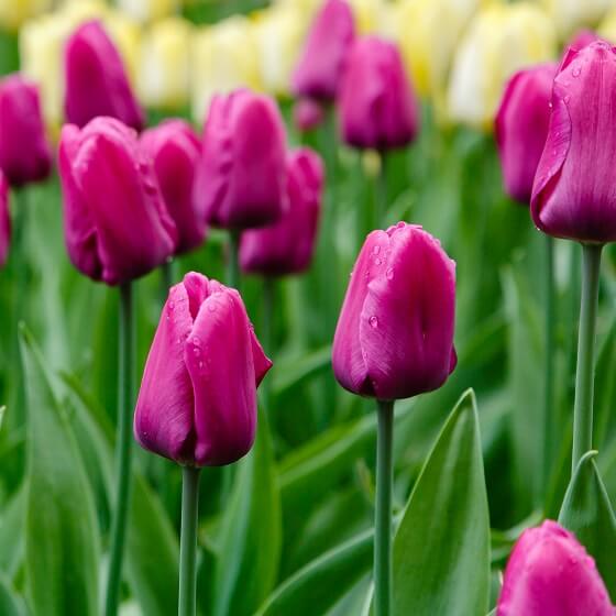 Tulip Seeds – Purple