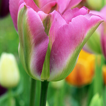 Tulip Seeds – Green and Pink