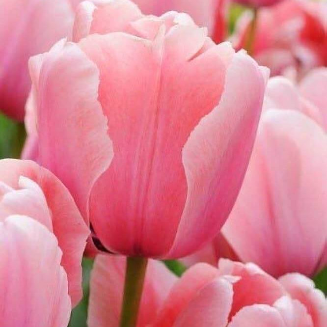 Tulip Seeds – Aroma
