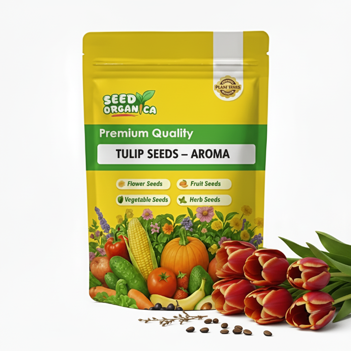 Tulip Seeds – Aroma