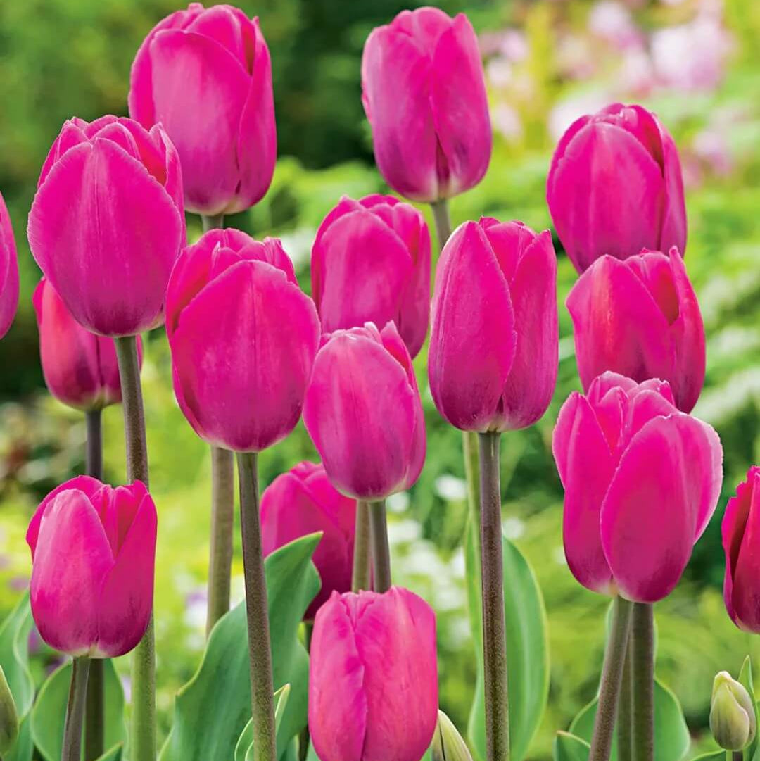 Tulip Seeds – Barcelona