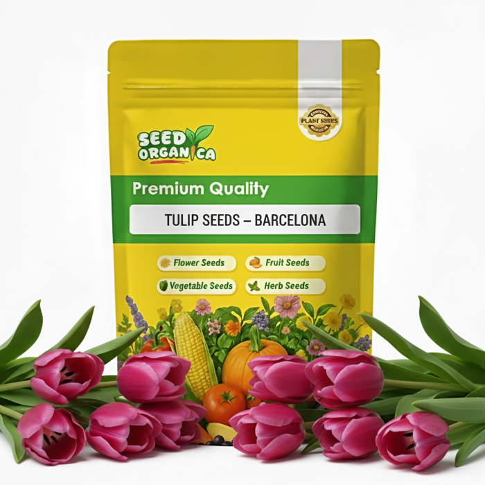 Tulip Seeds – Barcelona