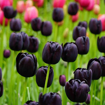 Tulip Seeds – Black