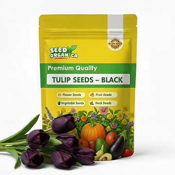 Tulip Seeds – Black