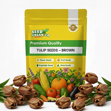 Tulip Seeds – Brown