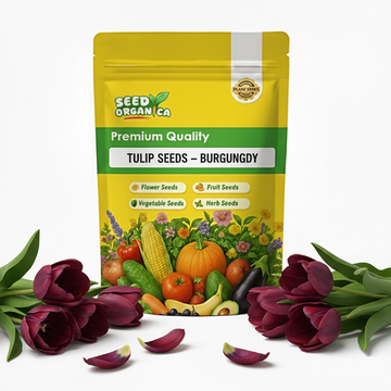 Tulip Seeds – Burgundy