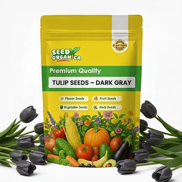 Tulip Seeds – Dark Gray