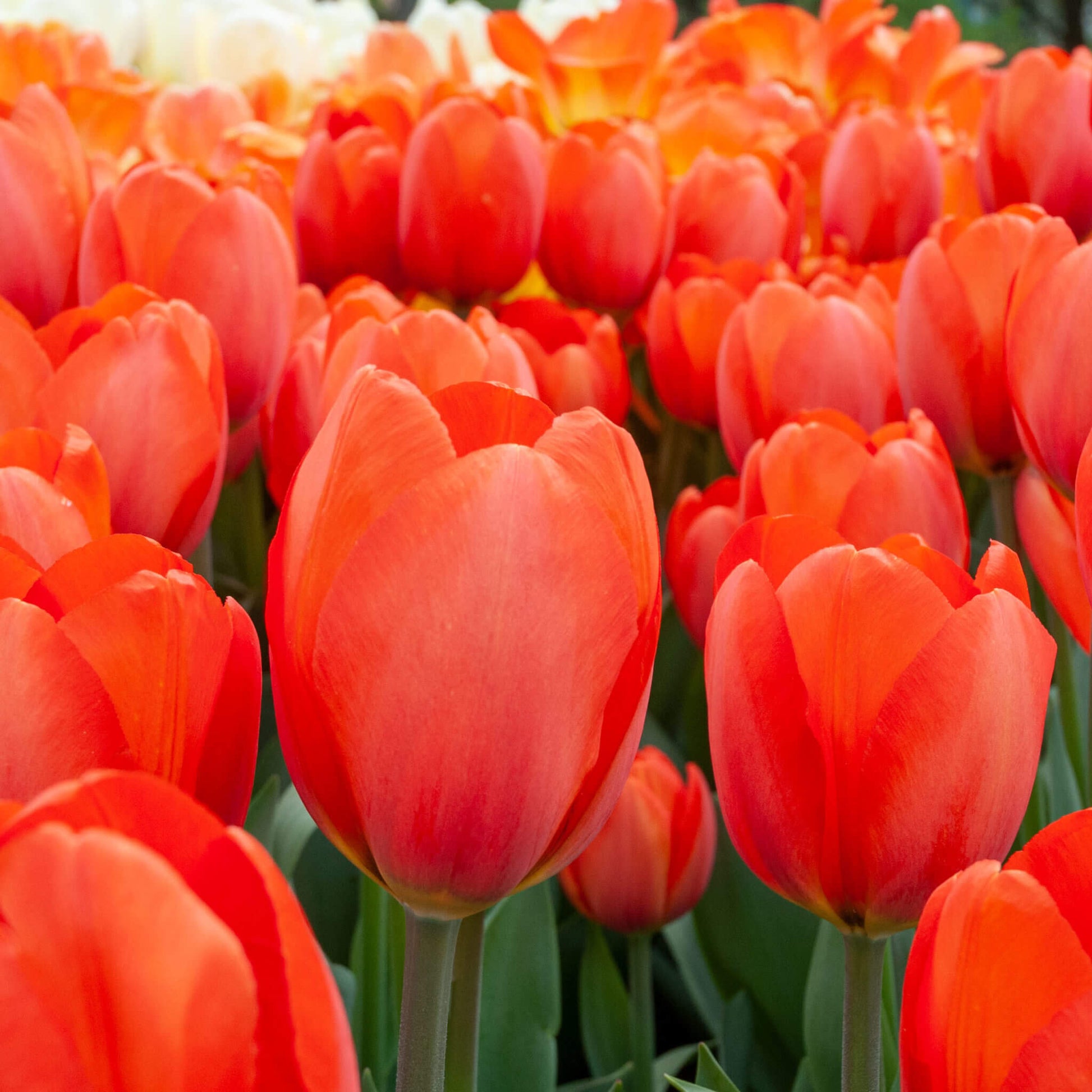 Tulip Seeds – Deep Orange 