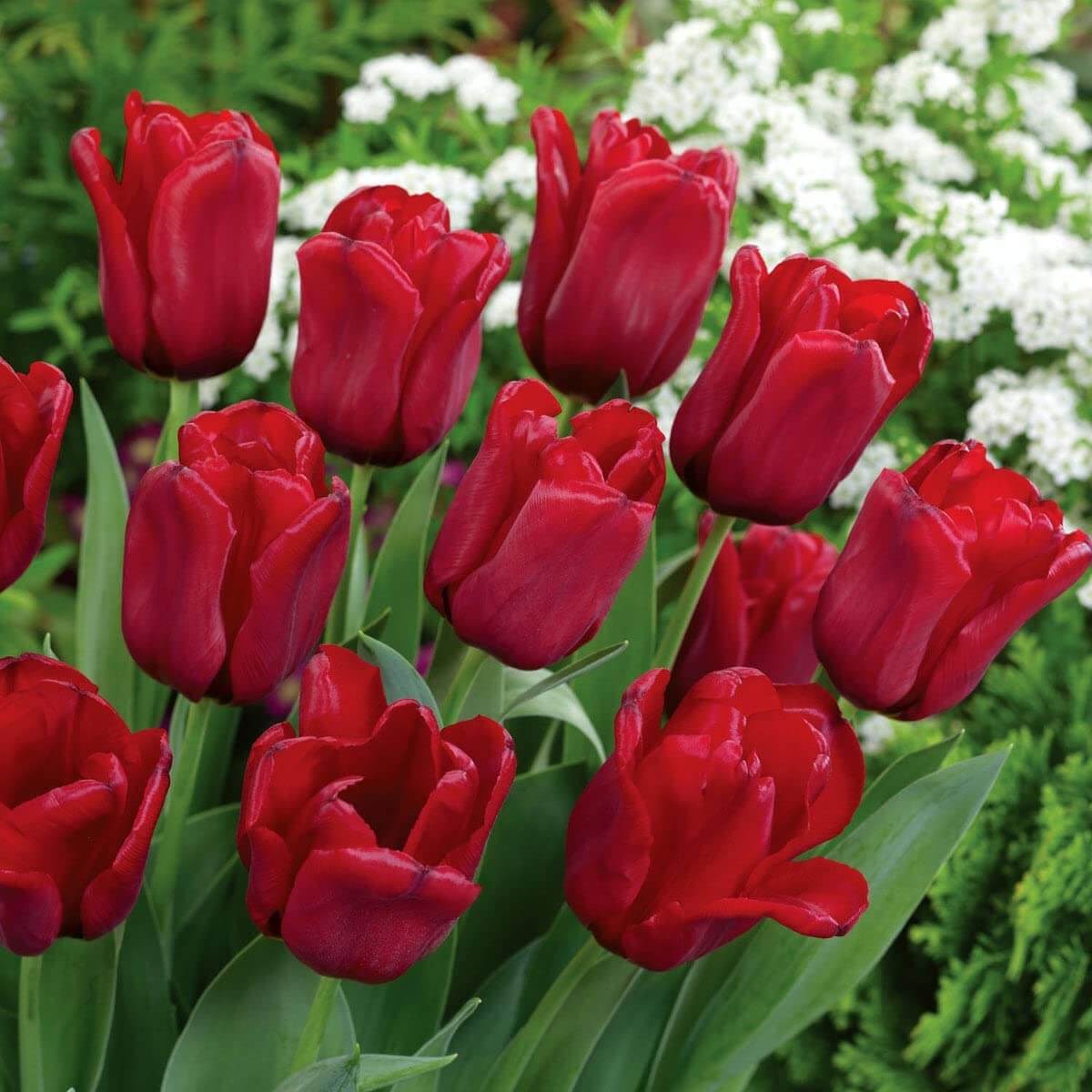 Tulip Seeds – Deep Red