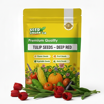 Tulip Seeds – Deep Red