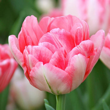 Tulip Seeds – Double Bloom