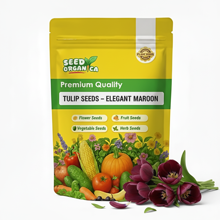 Tulip Seeds – Elegant Maroon