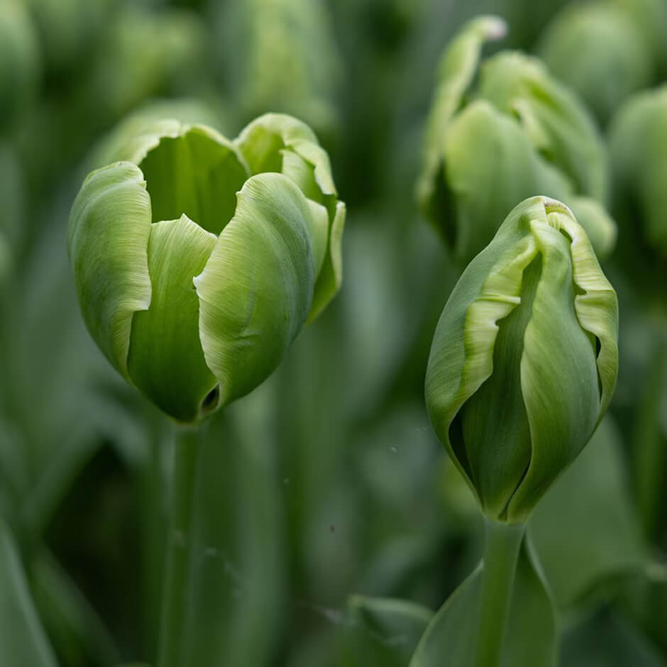 Tulip Seeds – Green