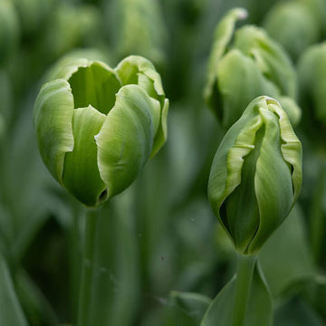 Tulip Seeds – Green