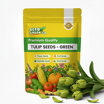 Tulip Seeds – Green