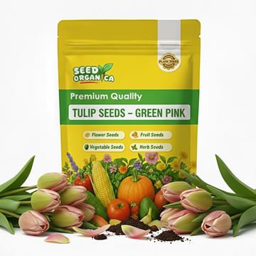 Tulip Seeds – Green Pink