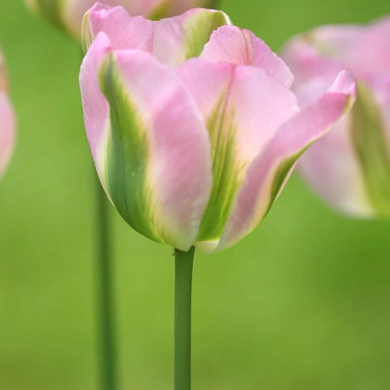 Tulip Seeds – Green and Pink