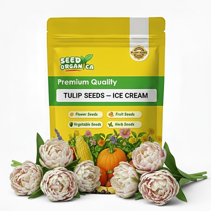 Tulip Seeds – Ice Cream