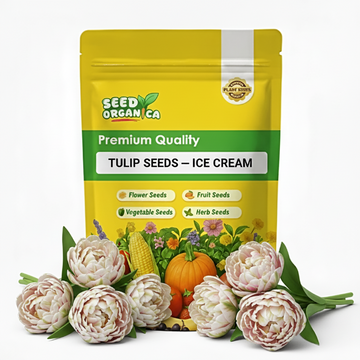 Tulip Seeds – Ice Cream