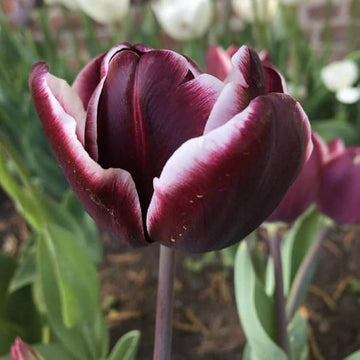 Tulip Seeds – Jackpot
