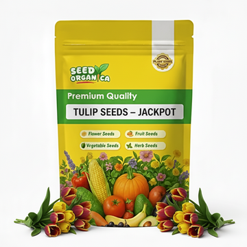 Tulip Seeds – Jackpot