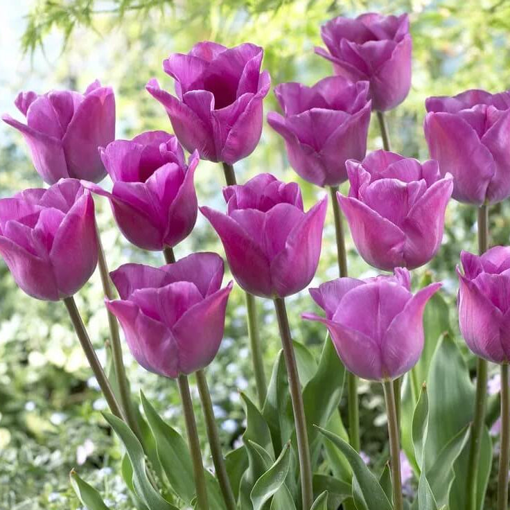 Tulip Seeds – Lavender 