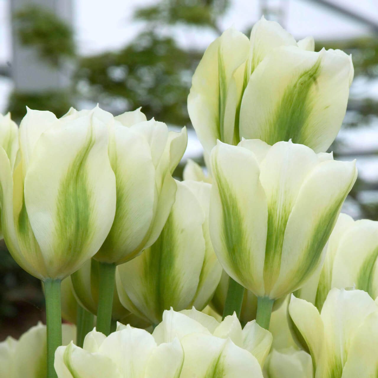 Tulip Seeds – Light Green