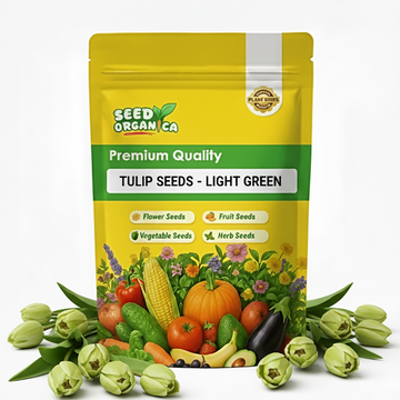 Tulip Seeds – Light Green