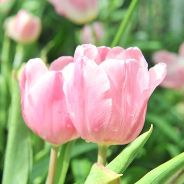 Tulip Seeds – Light Pink
