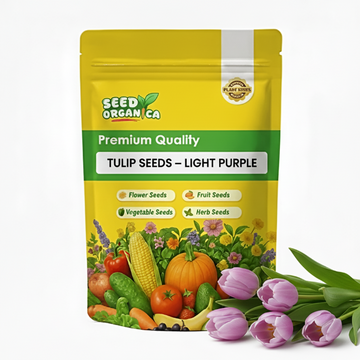 Tulip Seeds – Light Purple