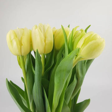 Tulip Seeds – Light Yellow