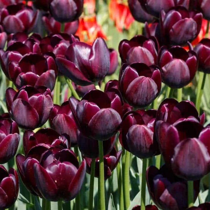 Tulip Seeds – Maroon