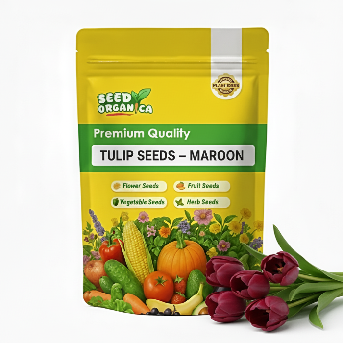 Tulip Seeds – Maroon