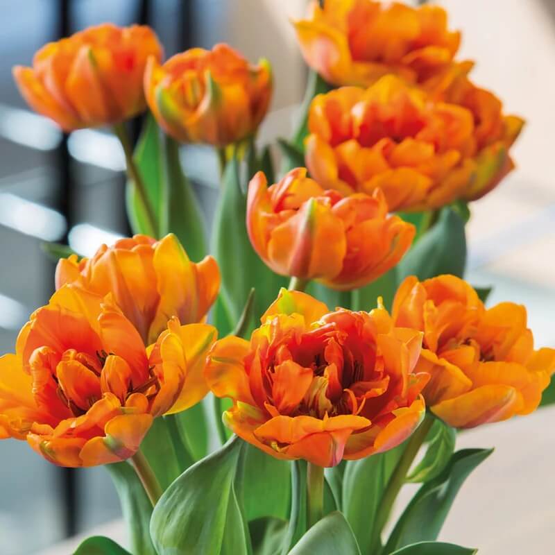 Tulip Seeds – Orange and Green