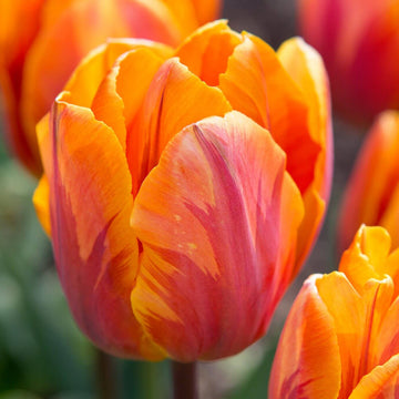 Tulip Seeds – Orange and Purple