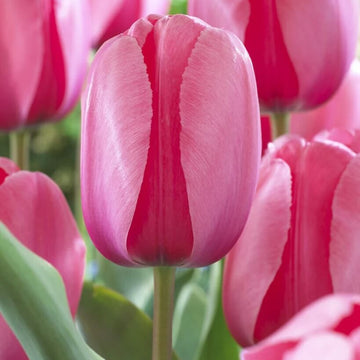 Tulip Seeds – Pale Pink