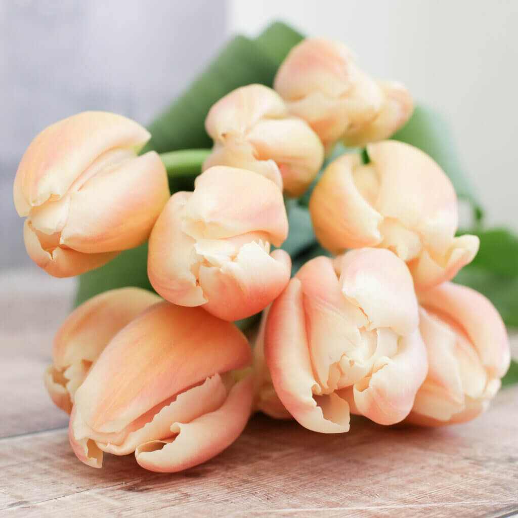 Tulip Seeds – Peach