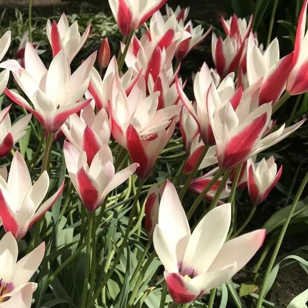 Tulip Seeds – Peppermint Stick 