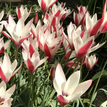 Tulip Seeds – Peppermint Stick 
