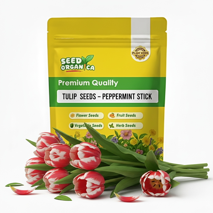 Tulip Seeds – Peppermint Stick