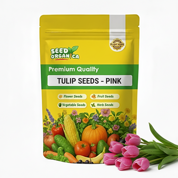 Tulip Seeds – Pink
