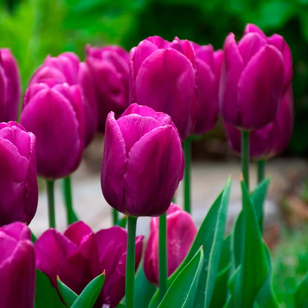 Tulip Seeds – Purple