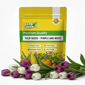Tulip Seeds – Purple and White