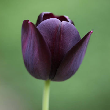 Tulip Seeds – Queen of the Night Dark Purple