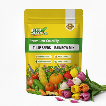 Tulip Seeds – Rainbow Mix