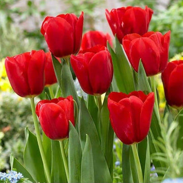 Tulip Seeds – Red
