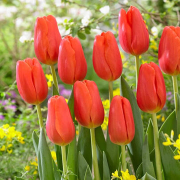 Tulip Seeds – Red Orange